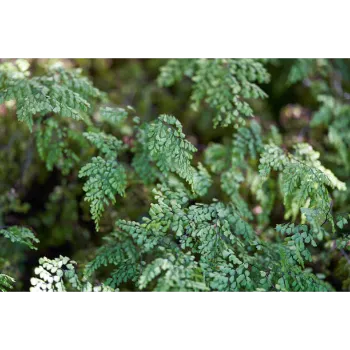 Natural Cyperus Rotundus 